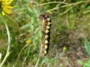 Acronicta_cinerea_larva_kangasiltayokkonen_toukka_IMG_4954.jpg