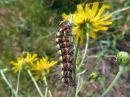 Acronicta_cinerea_larva_kangasiltayokkonen_toukka_IMG_4956.jpg