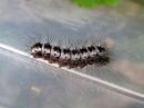 Acronicta_cinerea_larva_kangasiltayokkonen_toukka_IMG_4983.jpg