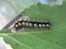 Acronicta_cinerea_larva_kangasiltayokkonen_toukka_IMG_5278.jpg