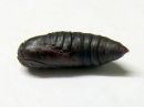 Acronicta_cinerea_pupa_kangasiltayokkonen_kotelo_IMG_5239.jpg