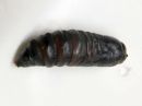 Acronicta_cinerea_pupa_kangasiltayokkonen_kotelo_IMG_6416.jpg