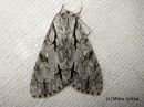 Acronicta_cuspis_keihoyokkonen_12_7_2017.jpg