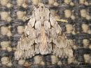 Acronicta_cuspis_keihoyokkonen_14_7_2017.jpg