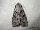 Acronicta_cuspis_keihoyokkonen_2_7_2017.jpg