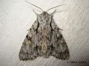 Acronicta_cuspis_keihoyokkonen_2_7_2017_28229.jpg