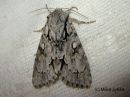 Acronicta_cuspis_keihoyokkonen_2_7_2017_28329.jpg