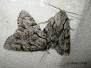 Acronicta_cuspis_keihoyokkonen_3_7_2017_28229.jpg