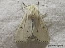 Tiedostonimi=Acronicta_leporina_janoyokkonen_6_6_2014.jpg
Tiedostokoko=265kt
Koko=600x450
Lisätty=10.03.2015 Acronicta_leporina_janoyokkonen_6_6_2014.jpg