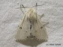 Tiedostonimi=Acronicta_leporina_janoyokkonen_6_6_2014_2.jpg
Tiedostokoko=271kt
Koko=600x450
Lisätty=10.03.2015 Acronicta_leporina_janoyokkonen_6_6_2014_2.jpg