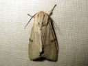 Acronicta_leporina_janoyokkonen_IMG_0538.JPG