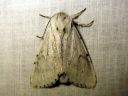 Acronicta_leporina_janoyokkonen_IMG_3125.JPG