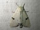 Acronicta_leporina_janoyokkonen_IMG_3914.jpg