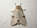 Acronicta_leporina_janoyokkonen_IMG_4015.jpg