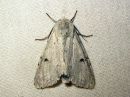 Acronicta_leporina_janoyokkonen_IMG_5593.jpg