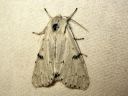 Acronicta_leporina_janoyokkonen_IMG_5595.JPG