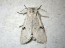 Acronicta_leporina_janoyokkonen_IMG_7132.jpg