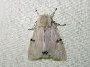 Acronicta_leporina_janoyokkonen_IMG_7527.jpg