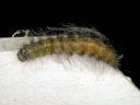 Acronicta_leporina_larva_janoyokkonen_toukka_IMG_3853.jpg