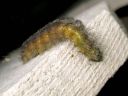 Acronicta_leporina_larva_janoyokkonen_toukka_IMG_3897.jpg