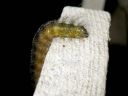 Acronicta_leporina_larva_janoyokkonen_toukka_IMG_3898.jpg