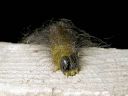 Acronicta_leporina_larva_janoyokkonen_toukka_IMG_3899.jpg