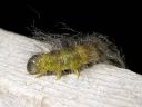 Acronicta_leporina_larva_janoyokkonen_toukka_IMG_3900.jpg