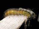 Acronicta_leporina_larva_janoyokkonen_toukka_IMG_3901.jpg