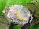 Acronicta_megacephala_cocoon_haapayokkonen_kotelokehto_IMG_5957.jpg