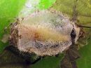 Acronicta_megacephala_cocoon_haapayokkonen_kotelokehto_IMG_5959.jpg