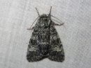 Tiedostonimi=Acronicta_megacephala_haapayokkonen_IMG_0103.jpg
Tiedostokoko=120kt
Koko=600x450
Lisätty=04.02.2017 Acronicta_megacephala_haapayokkonen_IMG_0103.jpg