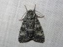 Acronicta_megacephala_haapayokkonen_IMG_0103.jpg