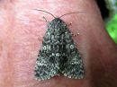 Acronicta_megacephala_haapayokkonen_IMG_0300.jpg