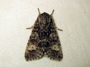 Tiedostonimi=Acronicta_megacephala_haapayokkonen_IMG_0395.jpg
Tiedostokoko=77kt
Koko=600x450
Lisätty=28.04.2016 Acronicta_megacephala_haapayokkonen_IMG_0395.jpg