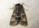 Acronicta_megacephala_haapayokkonen_IMG_0790.JPG