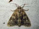 Tiedostonimi=Acronicta_megacephala_haapayokkonen_IMG_1444.jpg
Tiedostokoko=108kt
Koko=600x450
Lisätty=28.04.2016 Acronicta_megacephala_haapayokkonen_IMG_1444.jpg