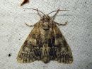 Acronicta_megacephala_haapayokkonen_IMG_1444.jpg