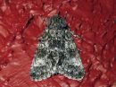 Acronicta_megacephala_haapayokkonen_IMG_2636.jpg