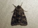 Acronicta_megacephala_haapayokkonen_IMG_3182.jpg