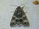 Acronicta_megacephala_haapayokkonen_IMG_3200.jpg