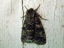 Acronicta_megacephala_haapayokkonen_IMG_3274.jpg