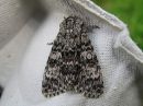 Acronicta_megacephala_haapayokkonen_IMG_3398.jpg