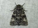 Acronicta_megacephala_haapayokkonen_IMG_3660.jpg