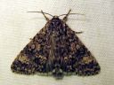 Acronicta_megacephala_haapayokkonen_IMG_4551.JPG