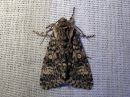 Acronicta_megacephala_haapayokkonen_IMG_4747.jpg