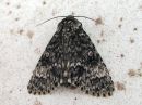 Acronicta_megacephala_haapayokkonen_IMG_4798.jpg