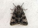 Acronicta_megacephala_haapayokkonen_IMG_5210.jpg