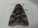 Acronicta_megacephala_haapayokkonen_IMG_6475.jpg