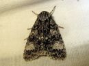 Acronicta_megacephala_haapayokkonen_IMG_6489.jpg