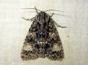 Acronicta_megacephala_haapayokkonen_IMG_6530.JPG